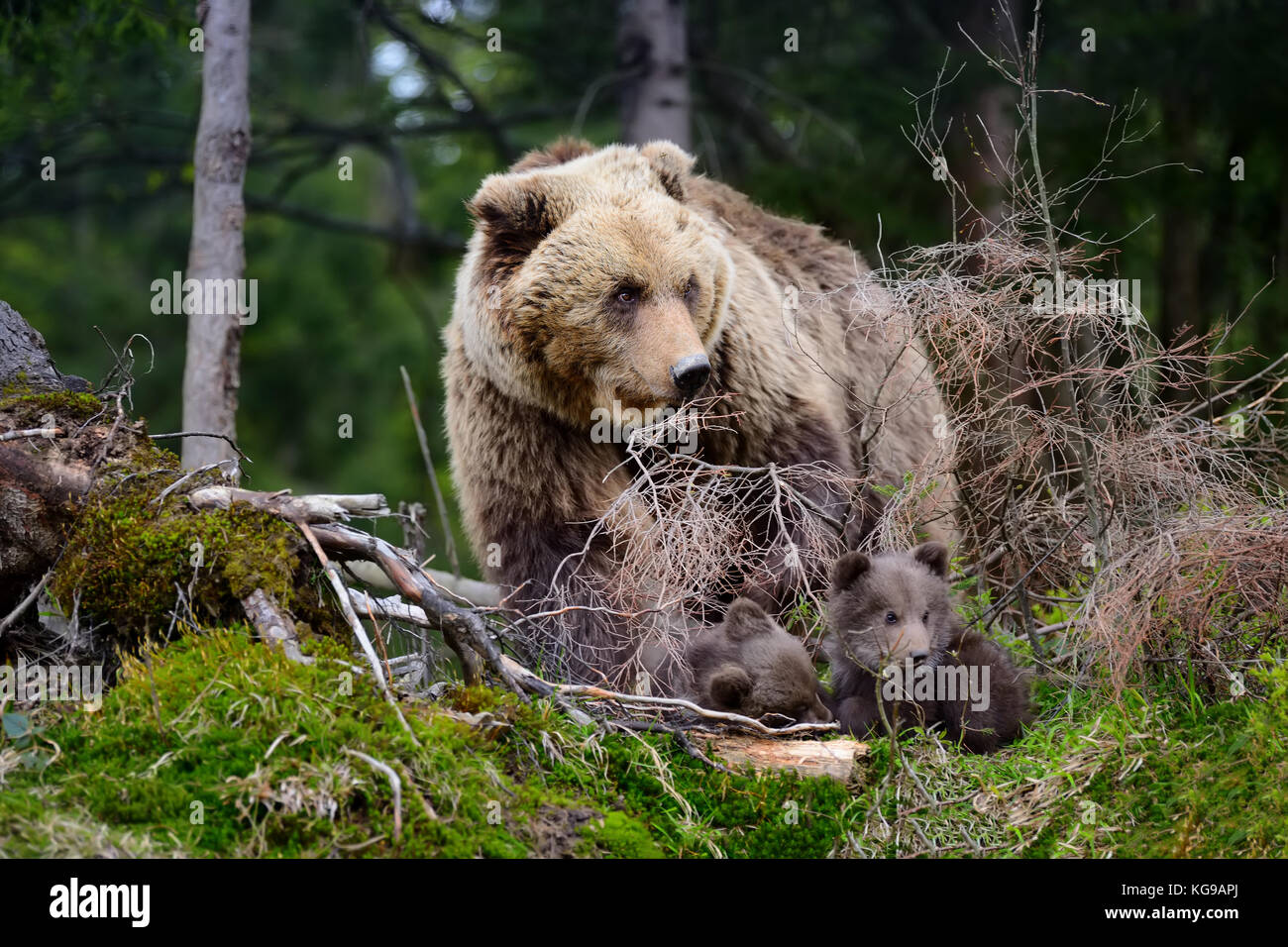 Joven oso pardo en el bosque. retrato de oso pardo. animal en la naturaleza del hábitat. cub de oso pardo sin madre. Foto de stock
