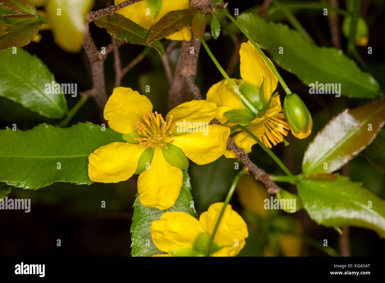 Vivid flores amarillas y hojas verdes de Ochna serrulata, Mickey Mouse/ bird's eye bush, una especie invasora en Australia Foto de stock