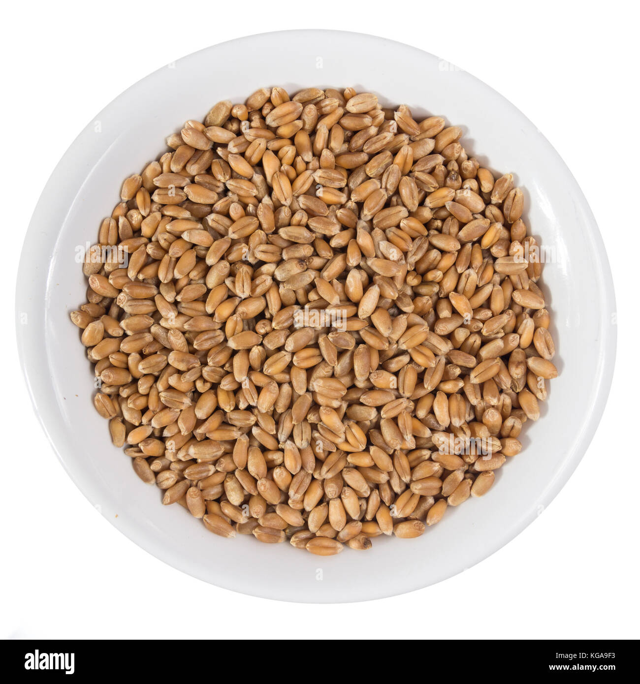 https://c8.alamy.com/compes/kga9f3/triticum-aestivum-es-el-nombre-cientifico-de-cereal-de-trigo-grano-tambien-conocido-como-trigo-espanol-y-portugues-vista-superior-de-granos-en-tazon-de-ceramica-kga9f3.jpg