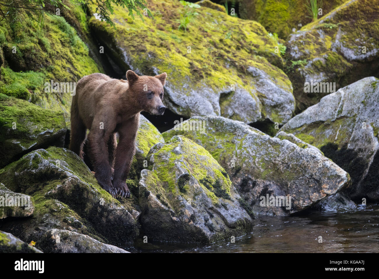 Flaco, Alaska Brown Bear Juvenil Foto de stock