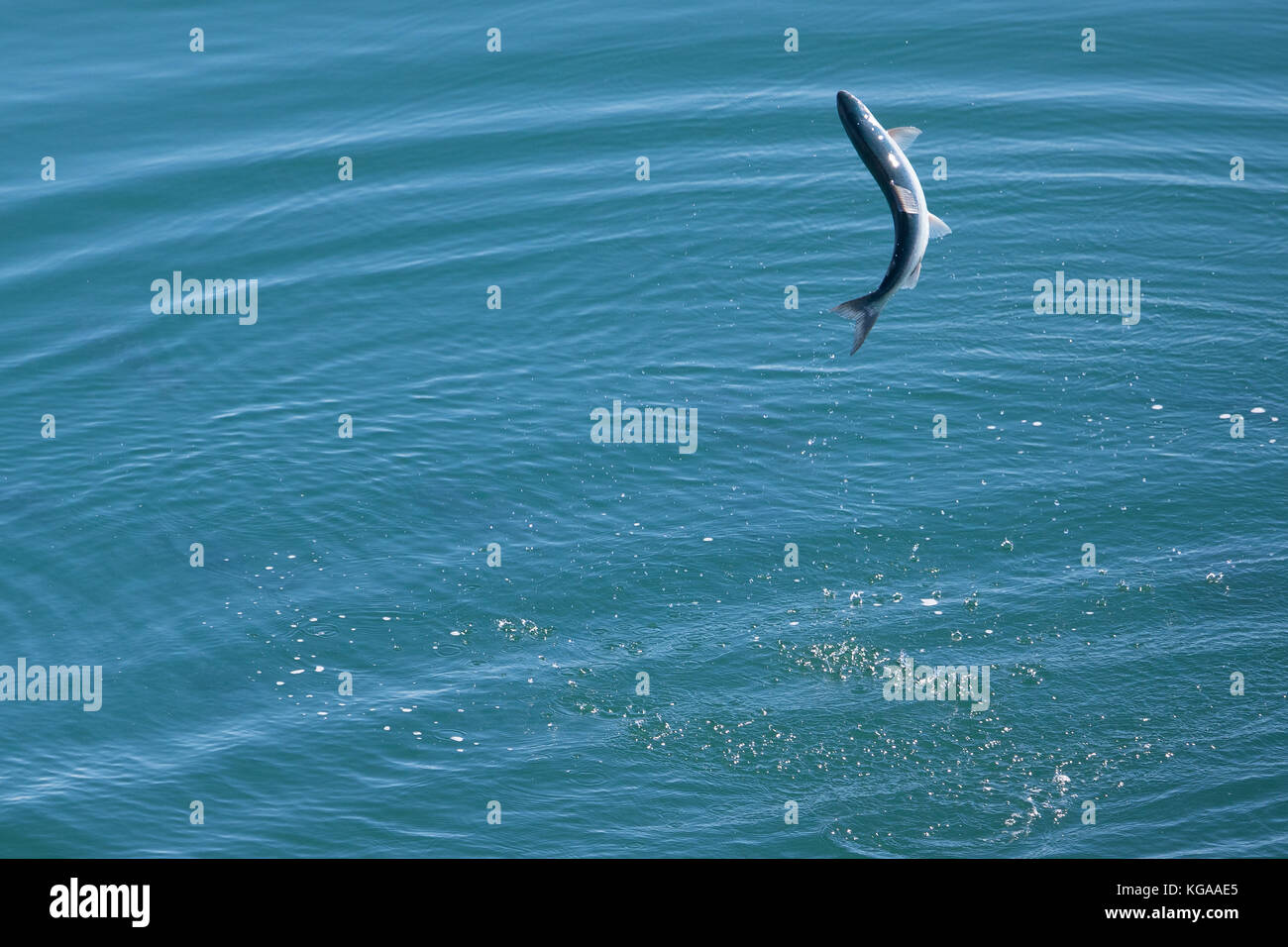 Salmones saltando, Alaska Foto de stock