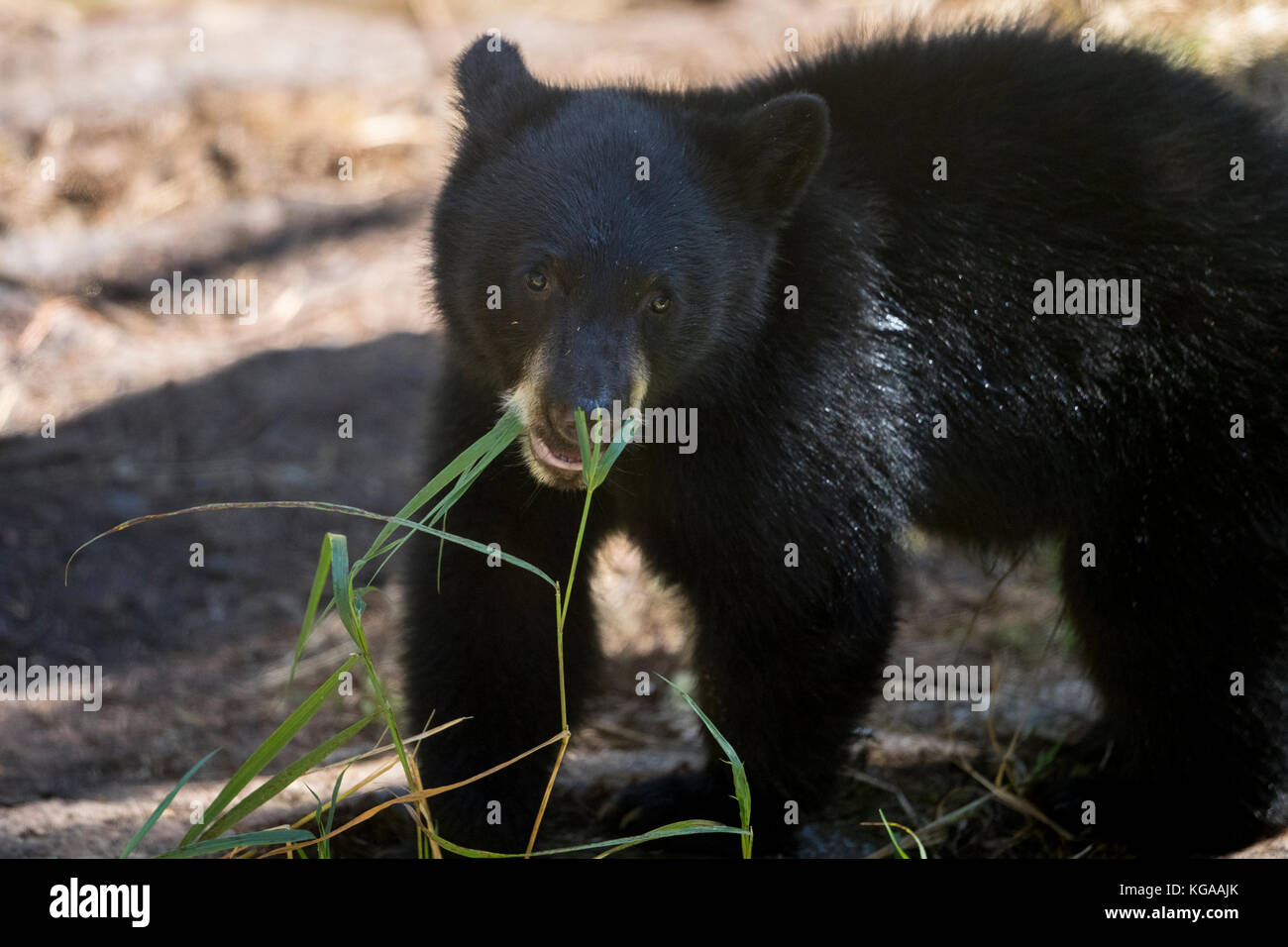 Black Bear Cub comiendo hierba Foto de stock