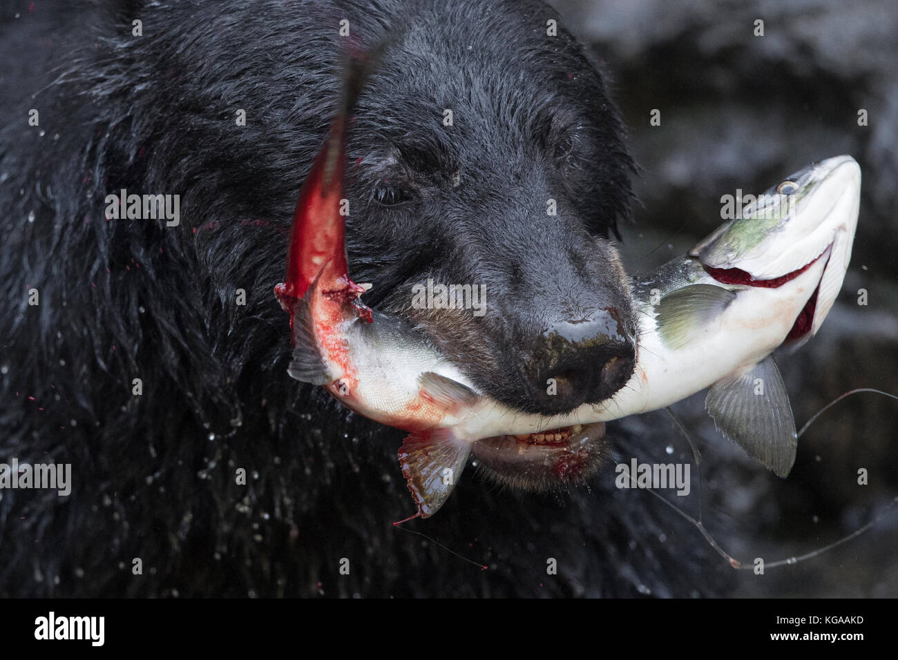 Oso negro con el salmón en la boca Foto de stock