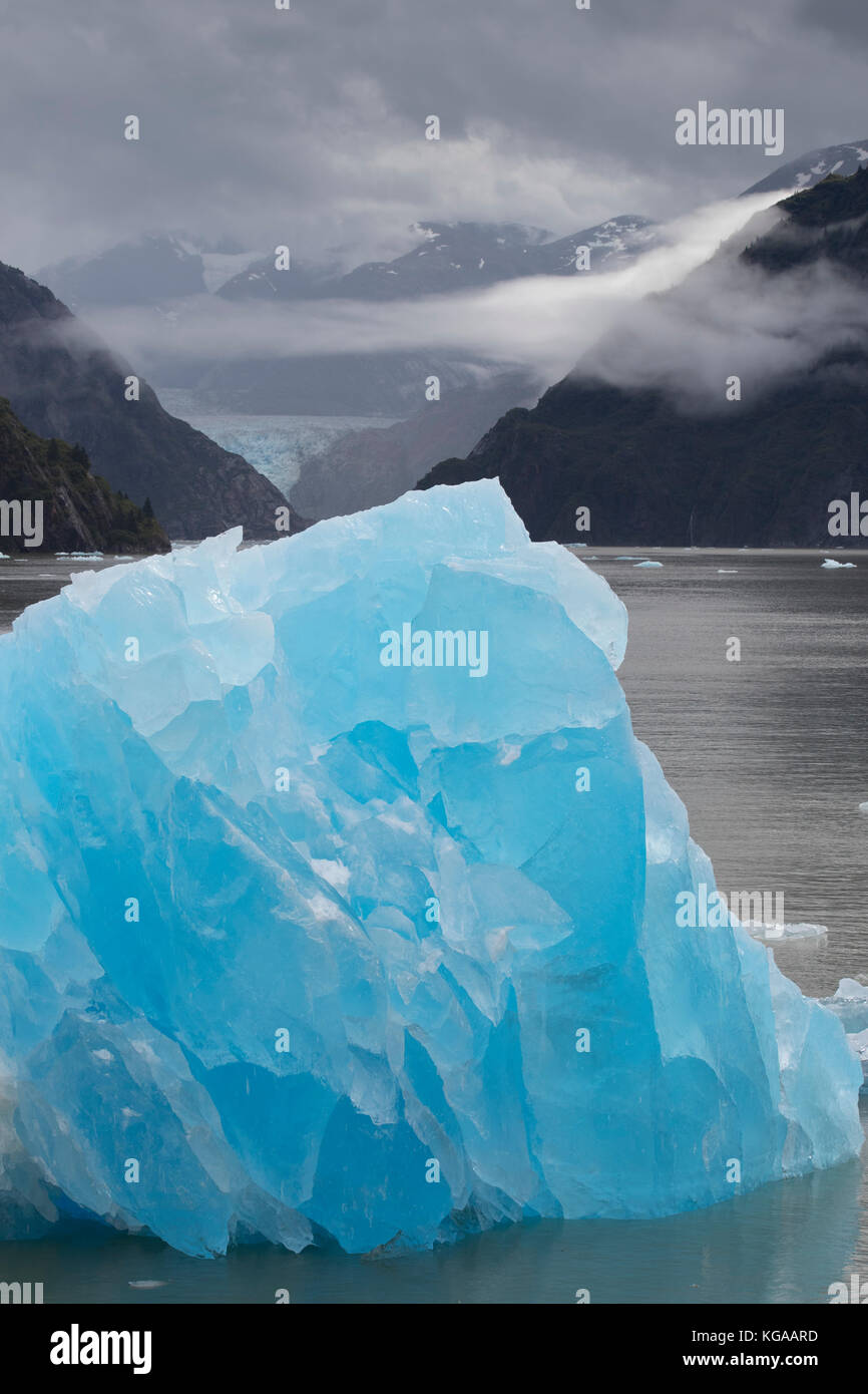Un intenso azul iceberg recién paridas desde un glaciar cercano Foto de stock