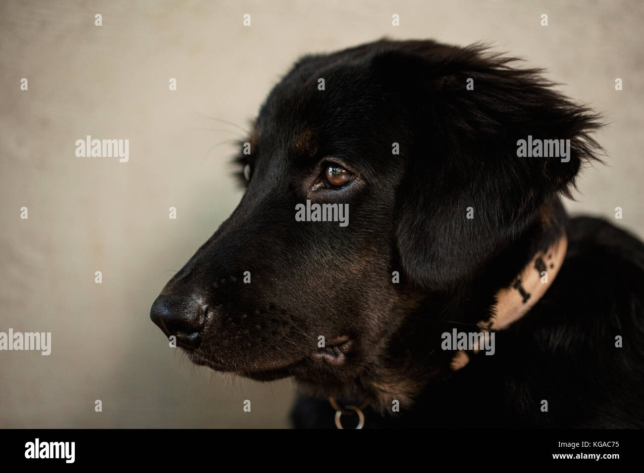 Cruz pastor alemán labrador retriever cachorro Fotografía de stock - Alamy