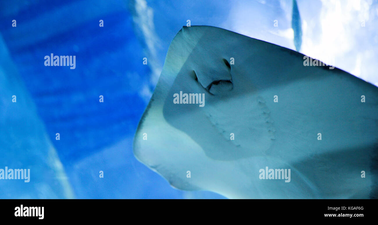 Retrato de manta ray nadar en el océano Foto de stock