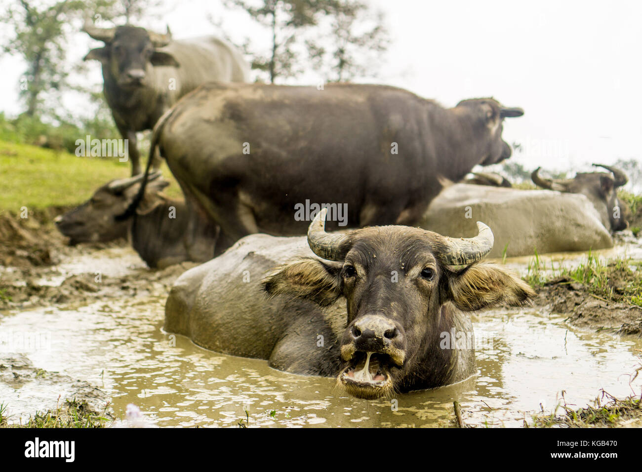 Homestay con pueblo hmong - búfalo de agua del baño Foto de stock