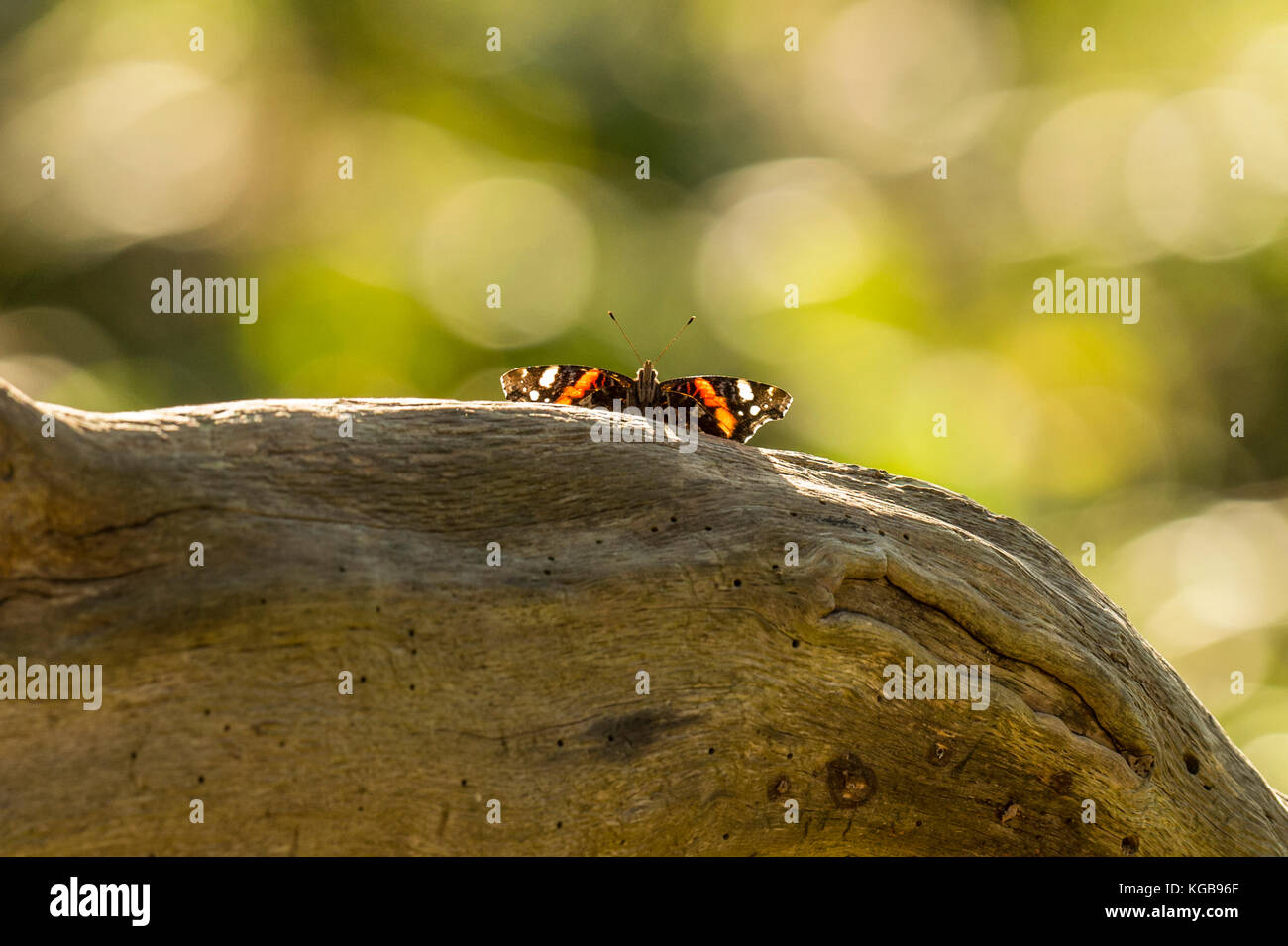 British Vida Silvestre en su hábitat natural. hermosas mariposas Almirante rojo descansando sobre un registro con las alas extendidas en bosques en brillante día de otoño. Foto de stock