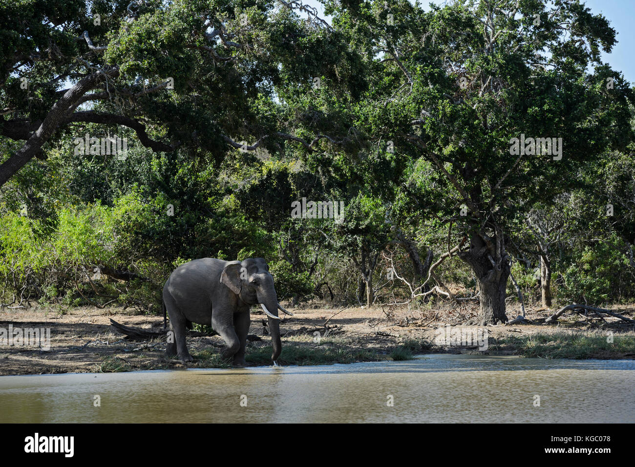 Sri Lanka - elefantes Elephas maximus maximus, Sri Lanka Foto de stock