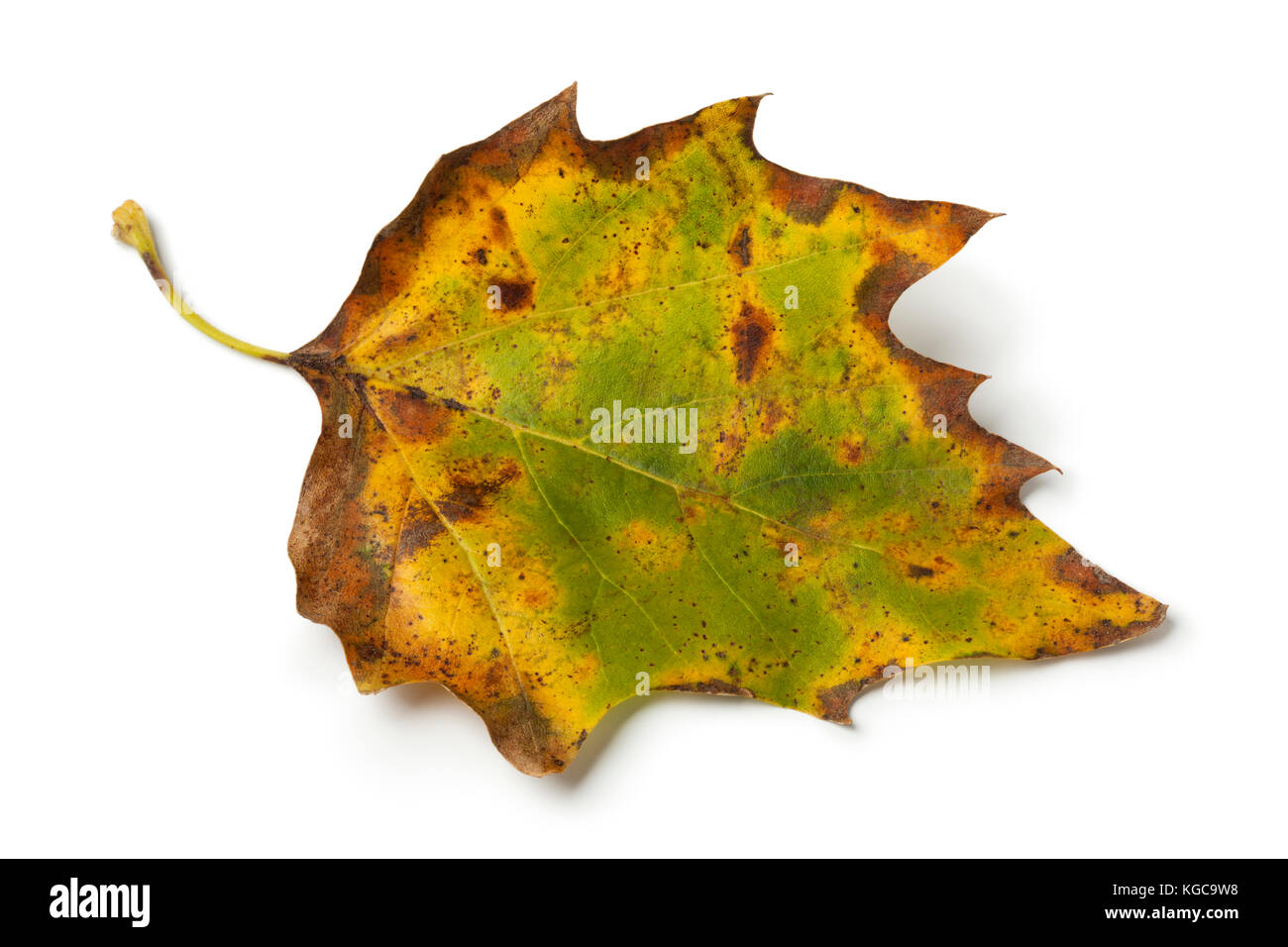 Otoño maple leaf sobre fondo blanco. Foto de stock