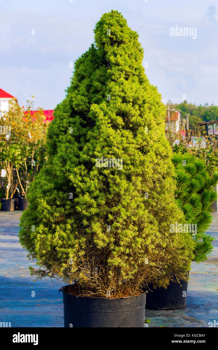 Picea glauca conica decorativos árbol perennifolio de coníferas enanas. la picea blanca árbol verde en bote. También conocido como abeto canadiense, skunk spruce, cat spruc Foto de stock