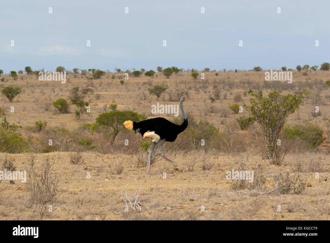 Un azul-knecked avestruz somalí corre a través de la sabana en Tsavo East. En la lista roja de la UICN como vulnerable. Foto de stock