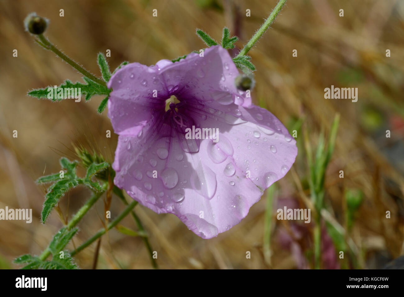 Malvahojas Bindweed (Convolvulus alphaeoides), flor Fotografía de