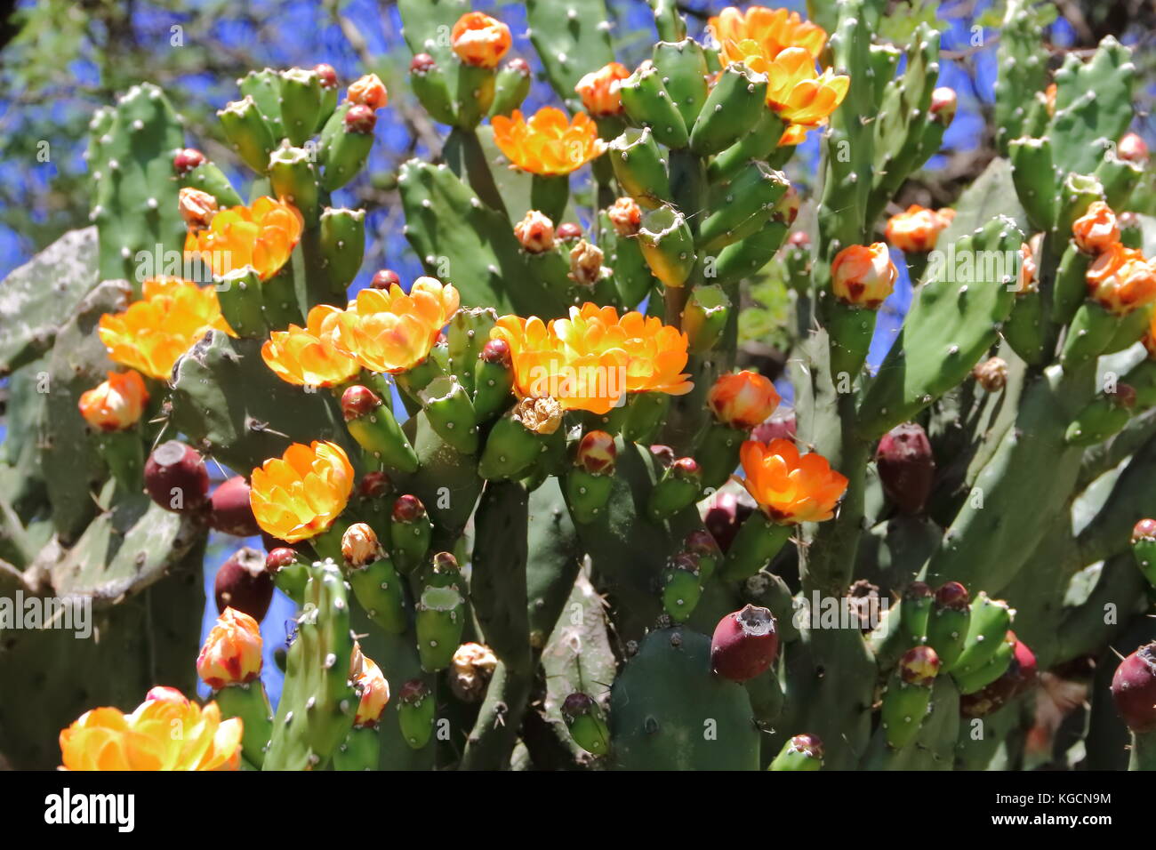 Cactus y suculentas con flores amarillas en la primavera Foto de stock