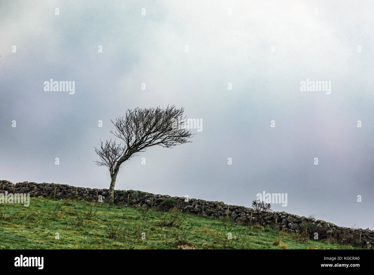 Árbol barrido por el viento en Dartmoor Foto de stock