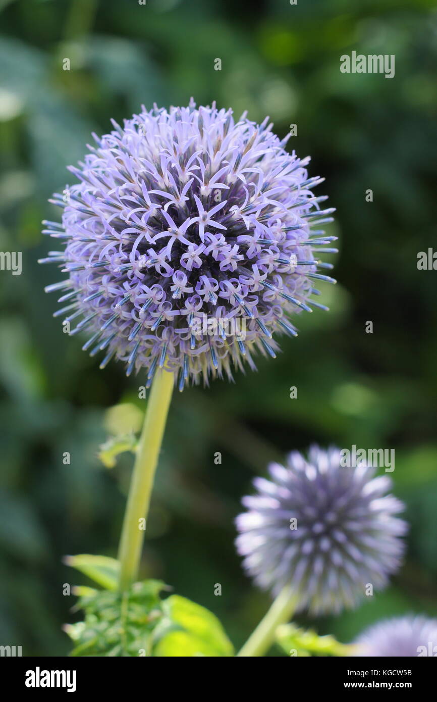 "Bannaticus Echinops Taplow blue' mundo thistle floración en un jardín de verano frontera, UK Foto de stock