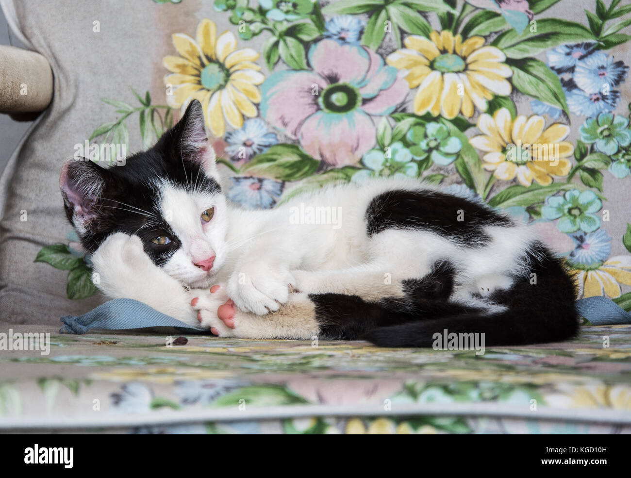 En blanco y negro gatito tumbado en una silla cubierta con estampados de flores Foto de stock