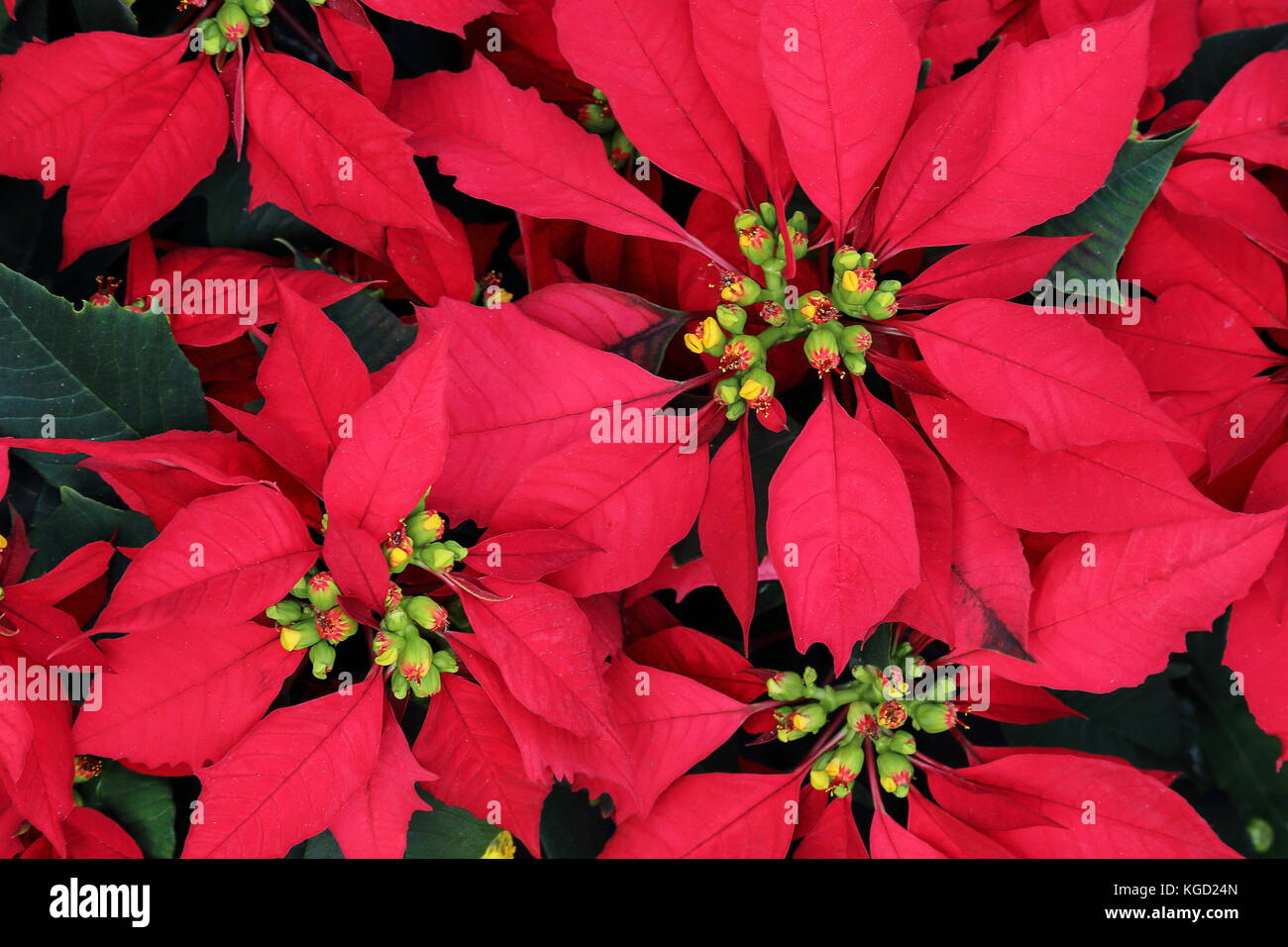 estilo mordaz ensillar Flor estrella de navidad plantas fotografías e imágenes de alta resolución  - Alamy
