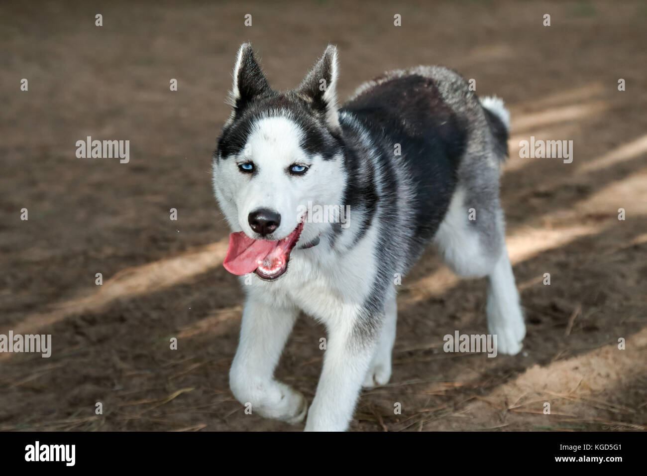 Perro Husky Siberiano Blanco Puro Con Ojos Azules De Cierre Vertical Fotografia De Stock Alamy Perro Husky Siberiano Blanco Puro Con Ojos Azules De Cierre Vertical Fotografia De Stock Alamy