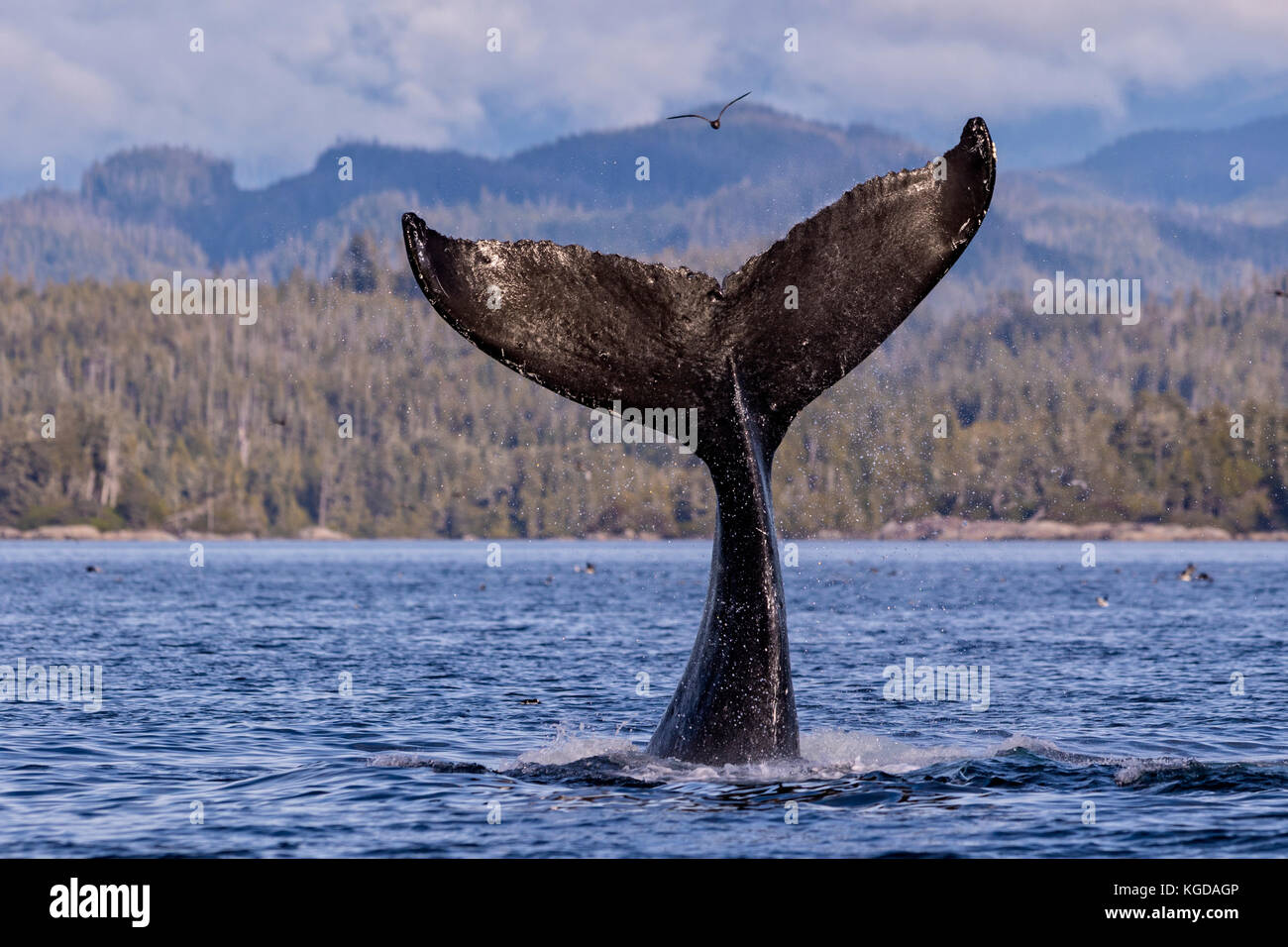 La ballena jorobada (Megaptera novaengliae) Fluke salpicaduras en la parte delantera de la Columbia británica montañas costeras en el estrecho Queen Charlotte off isla de Vancouver Foto de stock