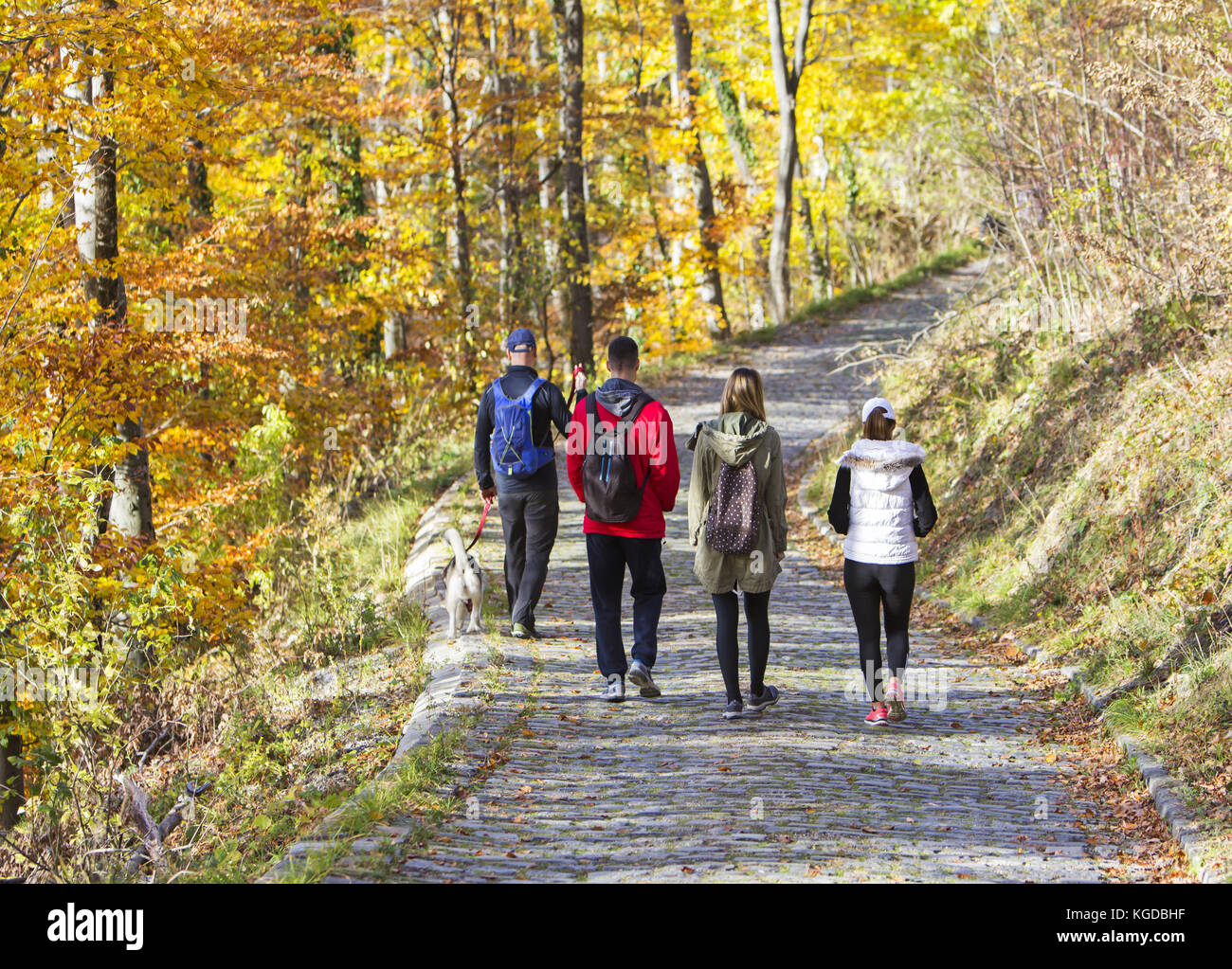 Dos parejas jóvenes con un perro, caminar en un parque en otoño bosque Foto de stock