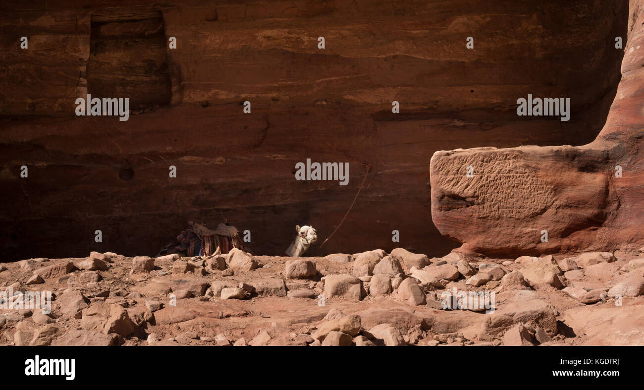 Camello esperando en la sombra del viejo Nabataean tumba labrada en Petra, Jordania, Oriente Medio Foto de stock