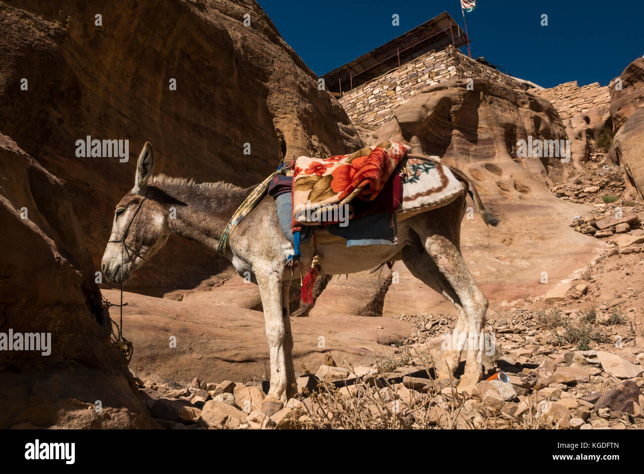 Burro con silla de manta en el sol en la ruta a Ad Deir, el monasterio, Petra, Jordania, Oriente Medio Foto de stock