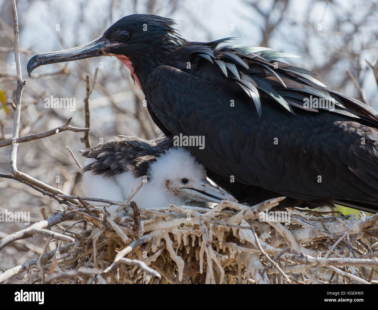 Un macho de fragatas magníficas en su nido con su hija, que depende totalmente de los cuidados de sus padres para sobrevivir. Foto de stock