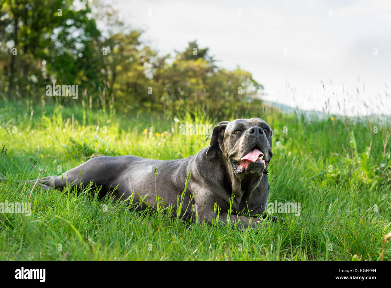 Cane corso, perro mastín italiano Foto de stock