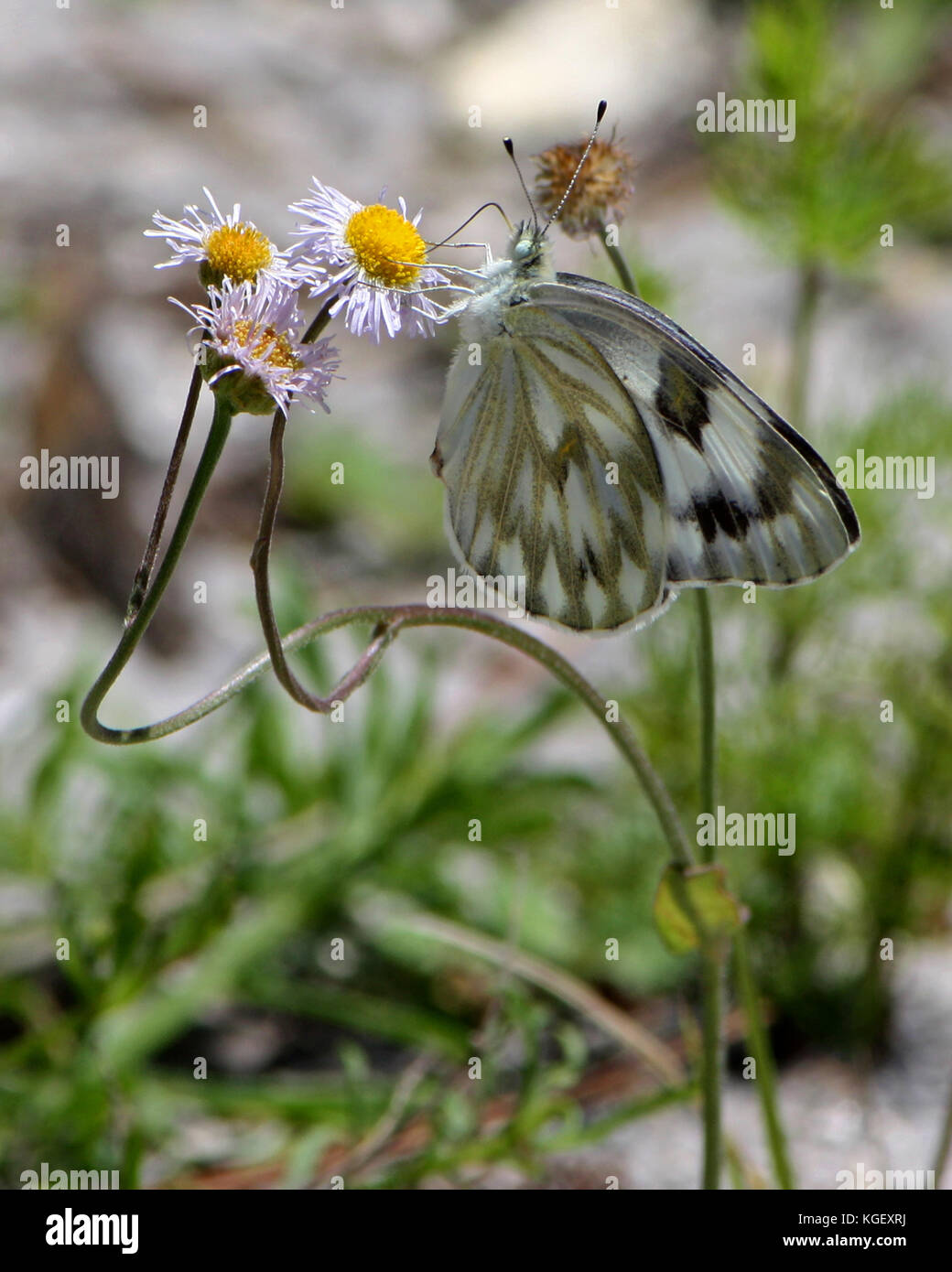 White Butterfly accidentada polinizando fleabane flores silvestres en la calurosa tarde de primavera, corazón Island Conservation Area, Florida, EE.UU. Foto de stock