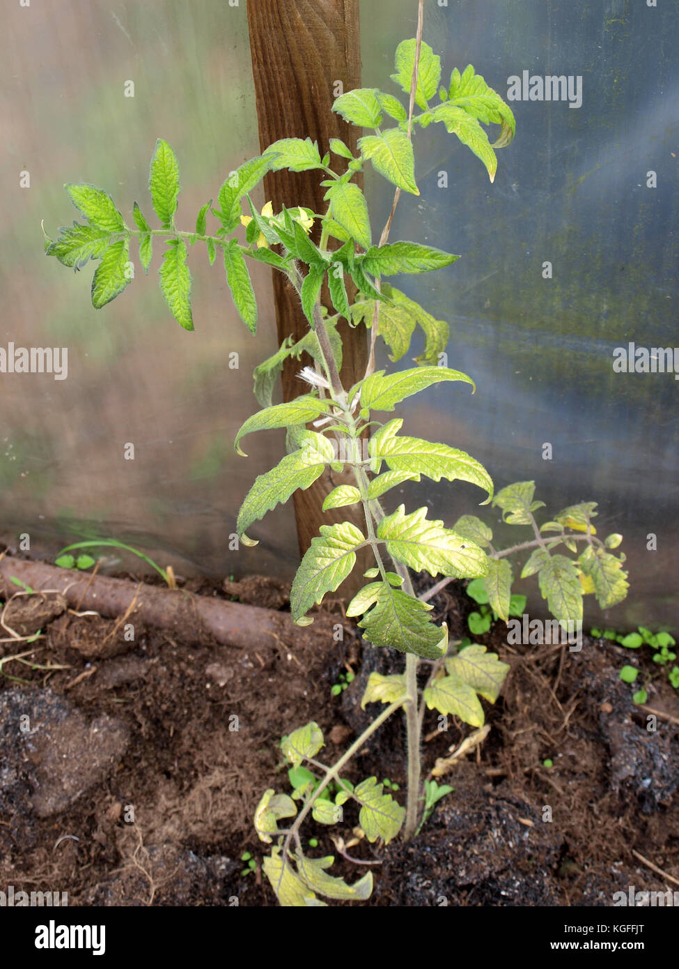 La enfermedad daña las plantas de tomate deja ver de cerca Foto de stock