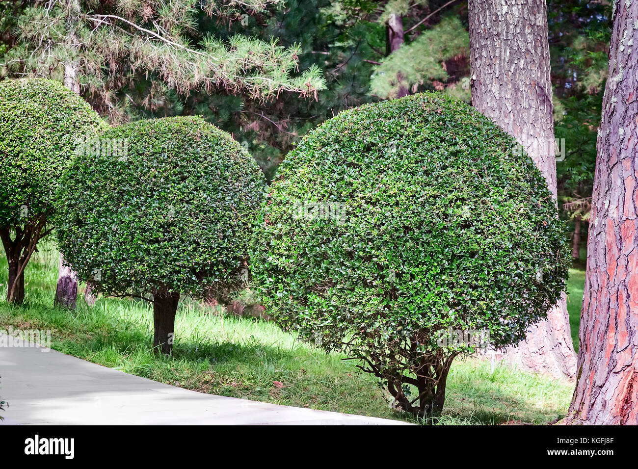 La sección del arboretum, con plantas bien recortado en forma de bola. Foto de stock