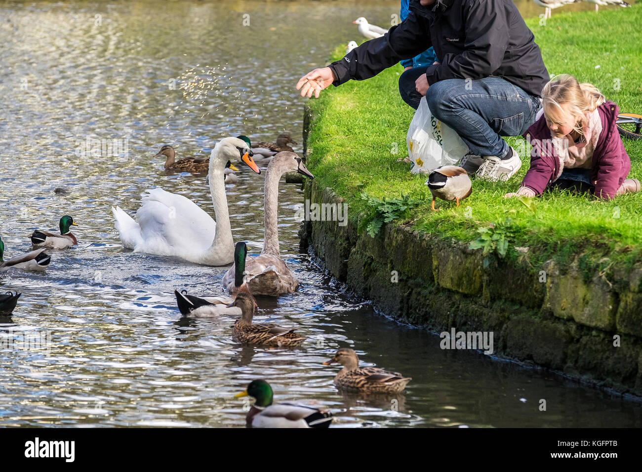 Cisnes - un padre y sus dos hijos alimentando cisnes y patos en un lago. Foto de stock
