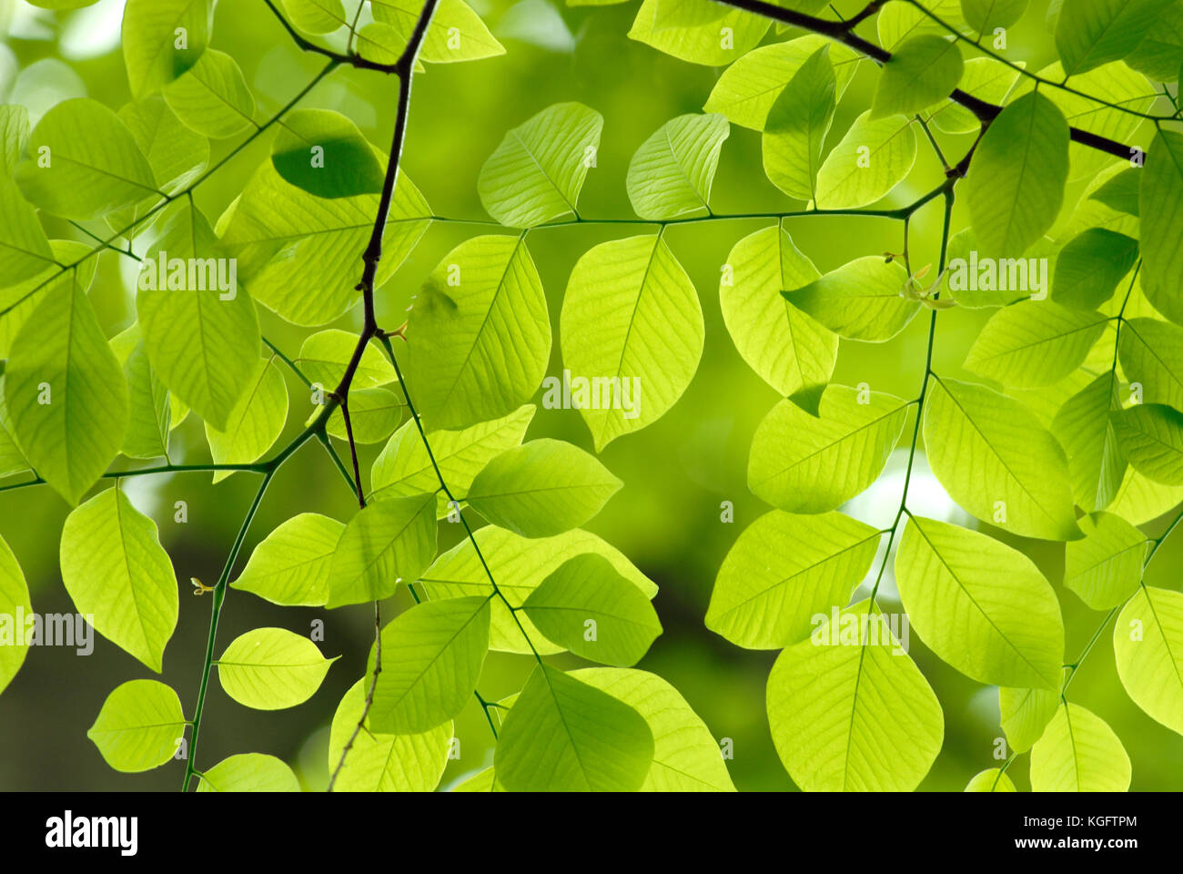 Las hojas verdes de fondo. Detalle de la sucursal de una empresa americana yellowwood mostrando la hermosa forma, color y patrón de hojas de este árbol nativo americano. Foto de stock