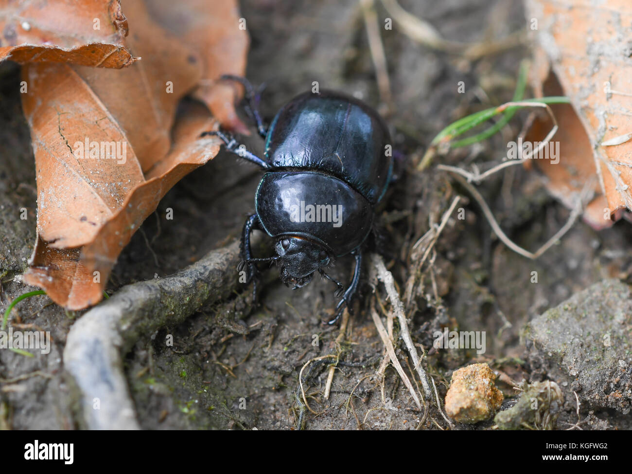 Escarabajo negro en el bosque de hayas Foto de stock