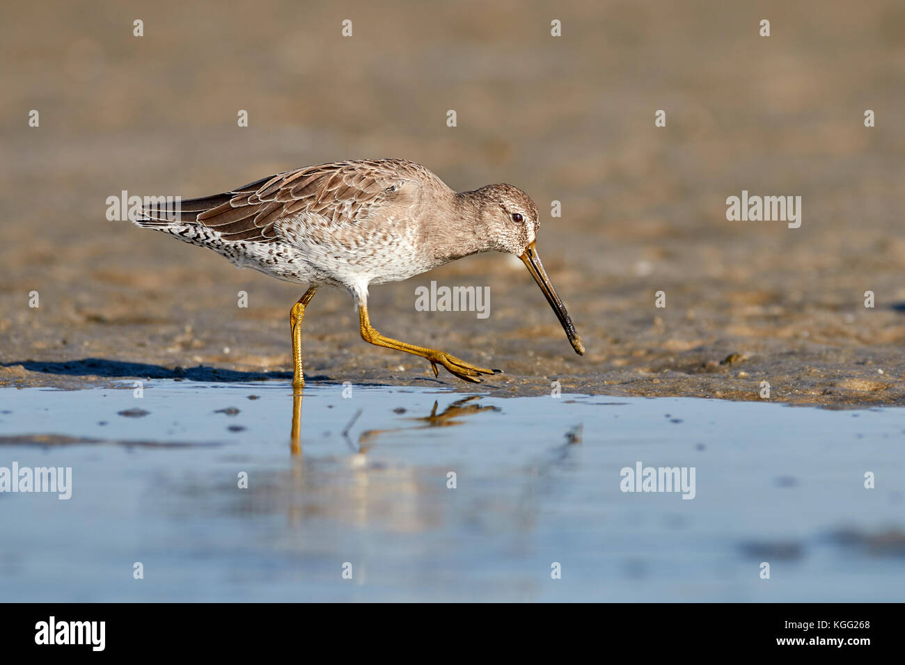 Largo facturó willet buscaban comida en el borde del agua. Foto de stock
