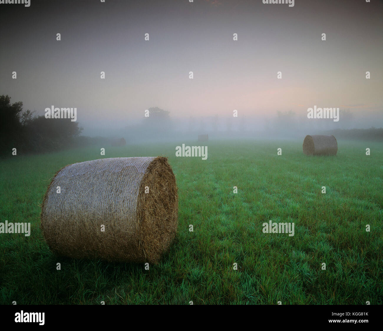 Islas del Canal. Guernsey. Paisaje rural en Niebla por la mañana temprano. Los fardos de heno en el campo. Foto de stock