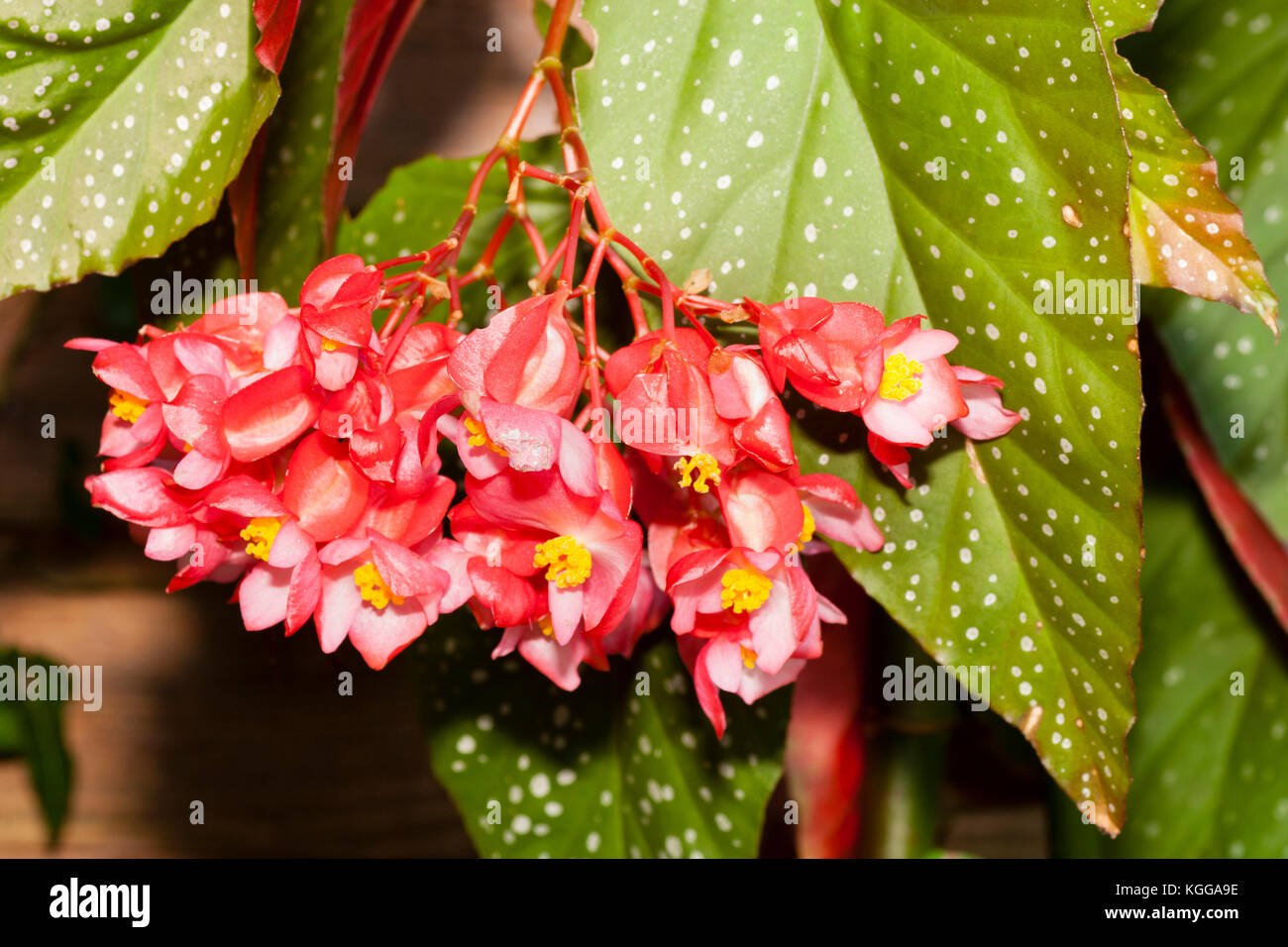 Begonia lucerna fotografías e imágenes de alta resolución - Alamy