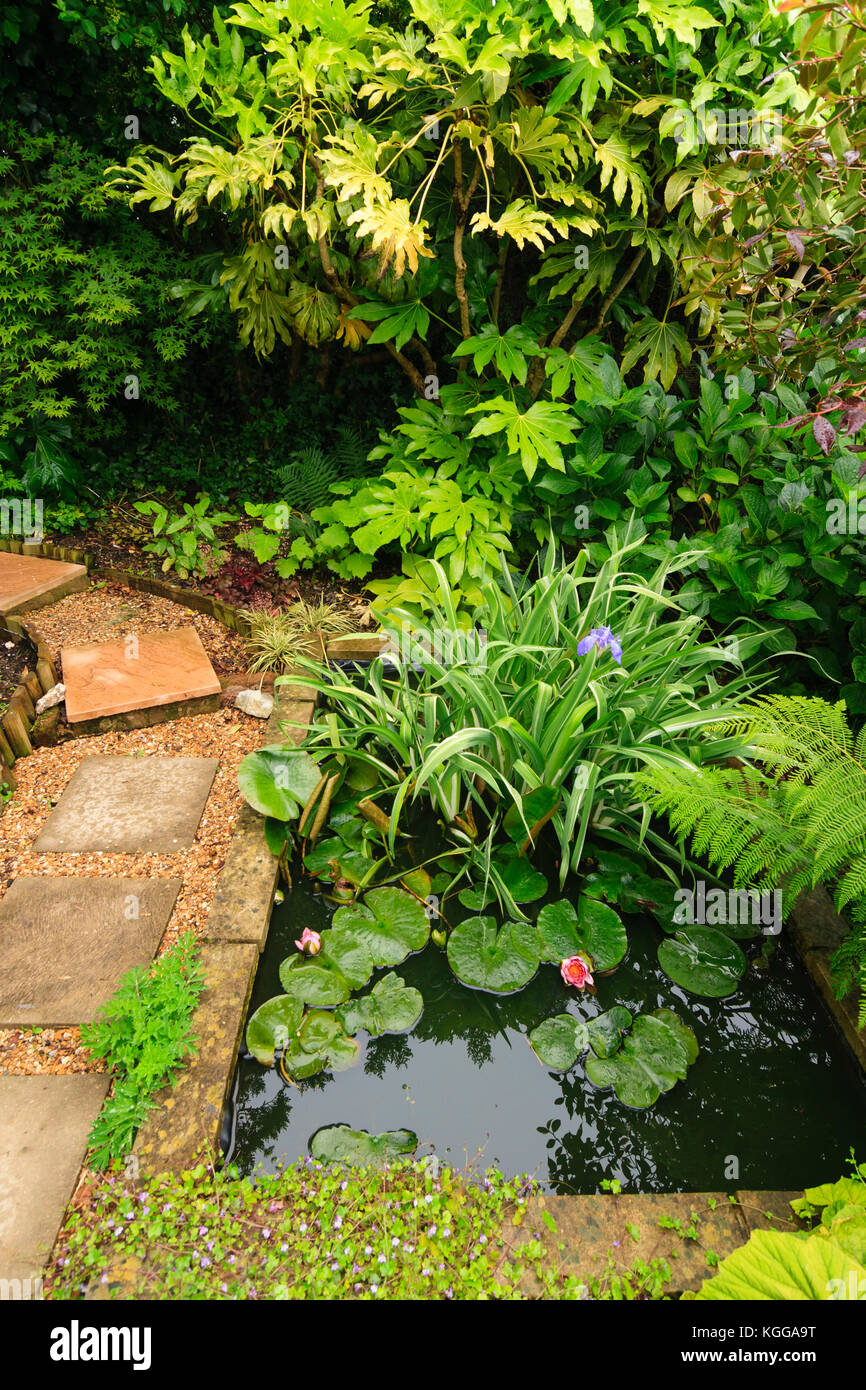 Pequeño estanque de jardín en un jardín exótico en Plymouth, Reino Unido, rodeado por grandes hojas de plantas de follaje Foto de stock