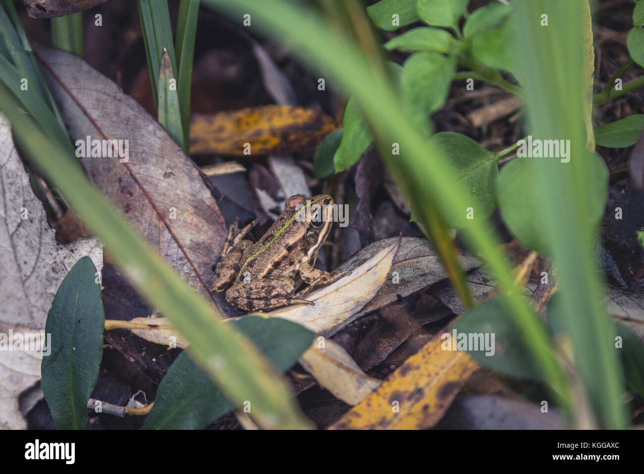Rana comestible (pelophylax kl. Esculentus ex rana esculenta), sentada en el suelo entre hojas secas el día de otoño en la Isla de la Gran Guerra, Belgrado, Serbia Foto de stock