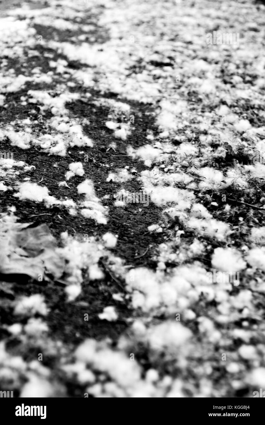 Camino, pasarela con nieve de algodón y suciedad. Foto de stock