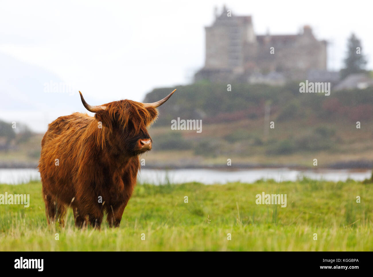 Scottish Highland ganado pastando en un campo y los pastos en la isla de Mull, Escocia Foto de stock