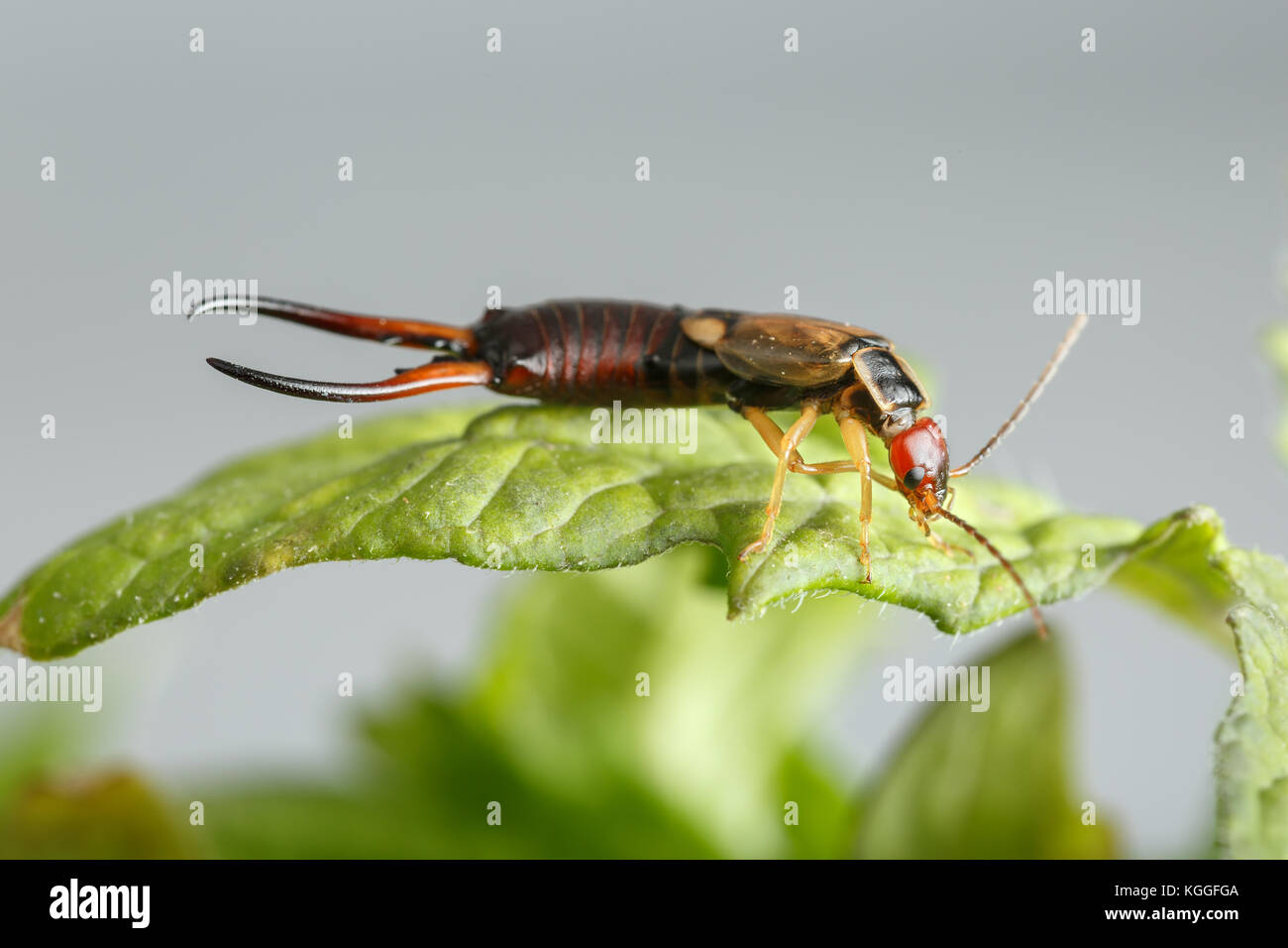 Rojo y oro sobre un insecto hoja. Vista Macro de macho, earwig Forficula auricularia, en plantas de tomate. Sobre fondo gris Foto de stock