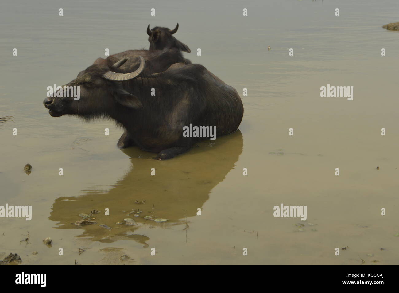 Búfalos de agua en el agua, lago Phewa en Phokara, Nepal. Foto de stock