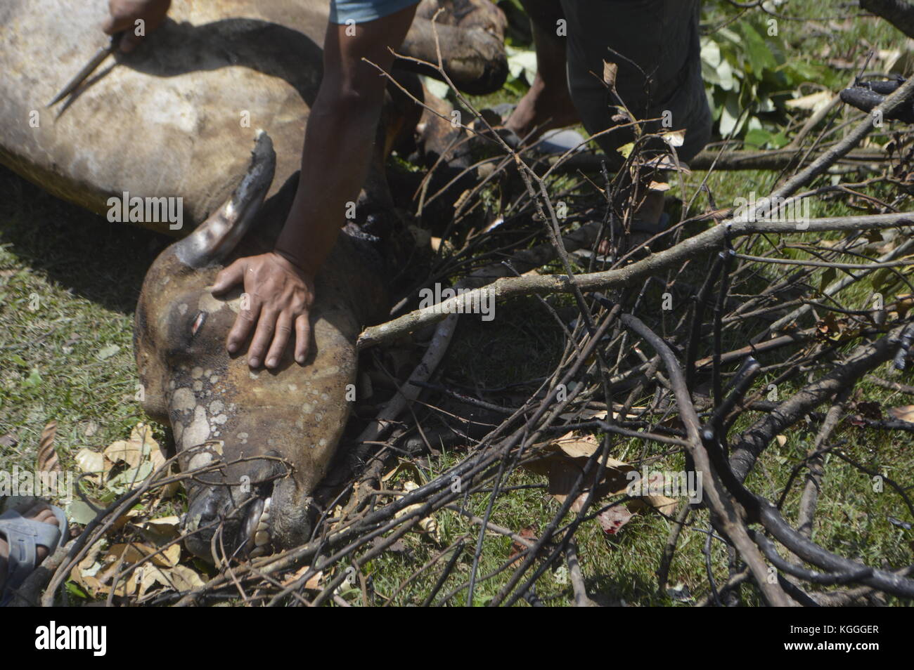Matanza de búfalos de agua en la pequeña aldea nepalí en Humane Way. Muerto con 3 golpes del lado no afilado de un hacha en la cabeza. Todos los hombres ayudan. Foto de stock