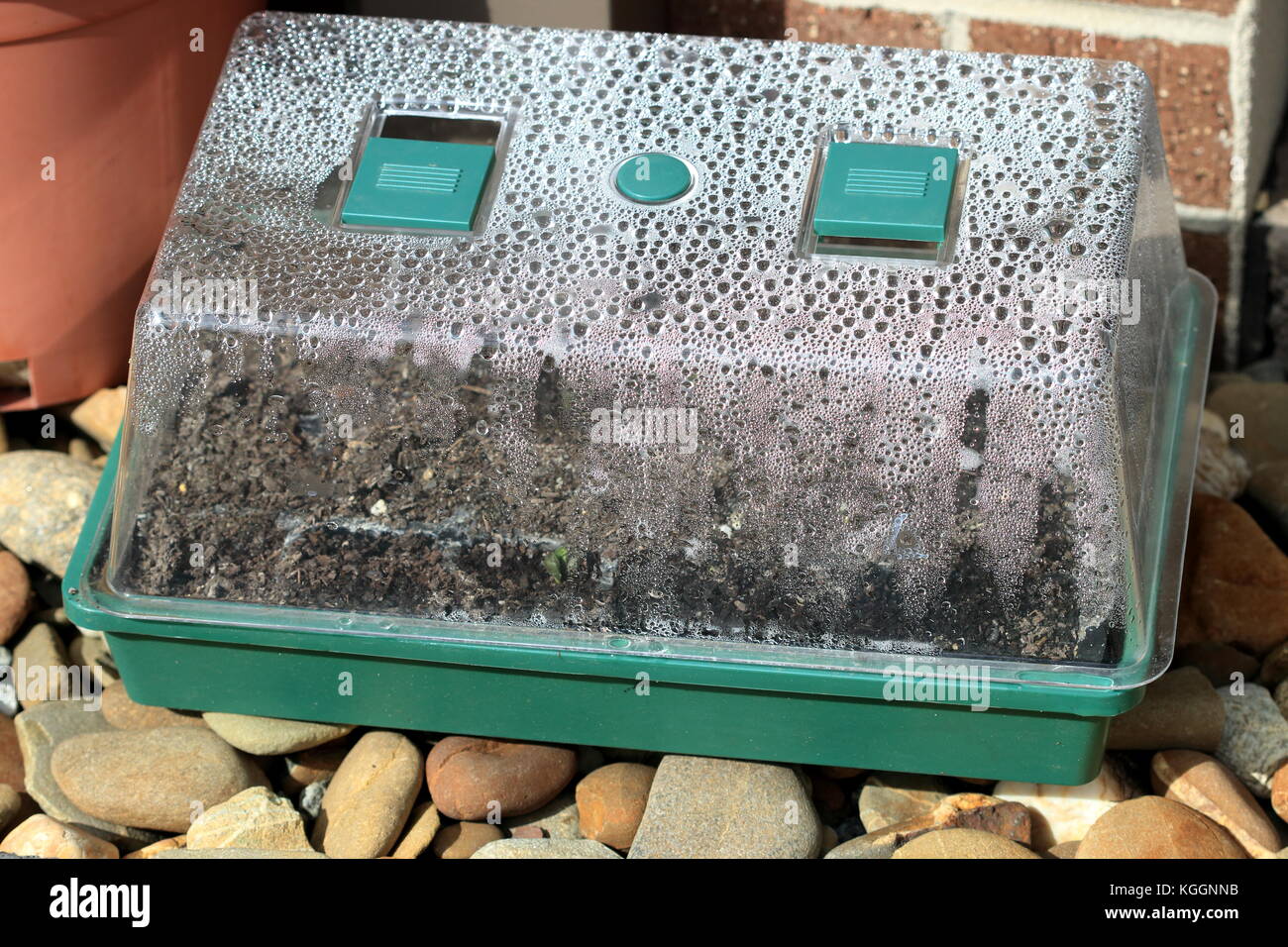 La acumulación de condensación en mini casa verde con bandeja de semillas Foto de stock