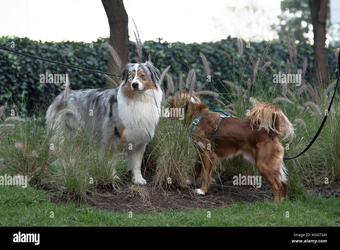 Perros socializar en el parque Foto de stock