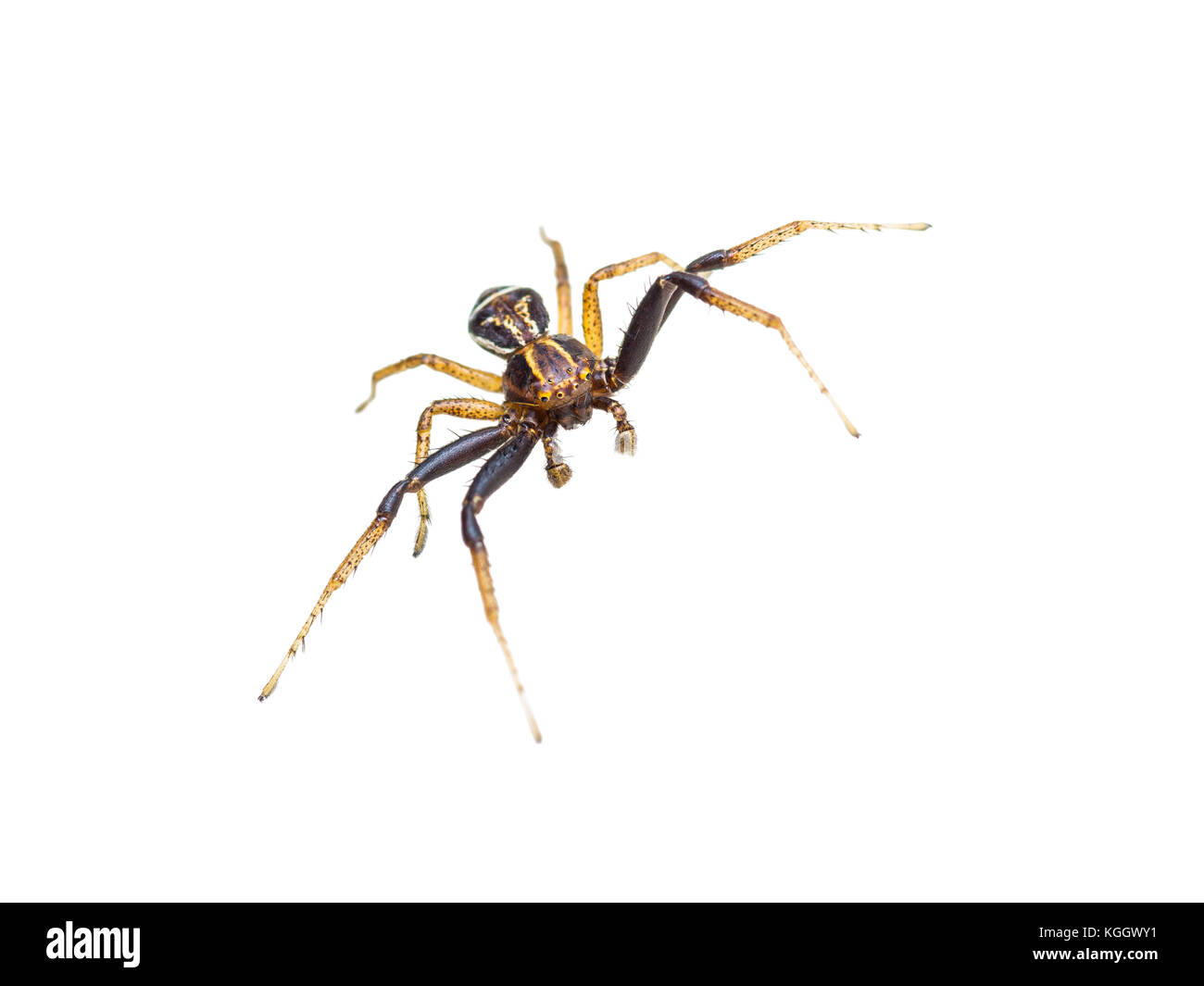 Araña cangrejo araña insecto aislado en blanco Foto de stock