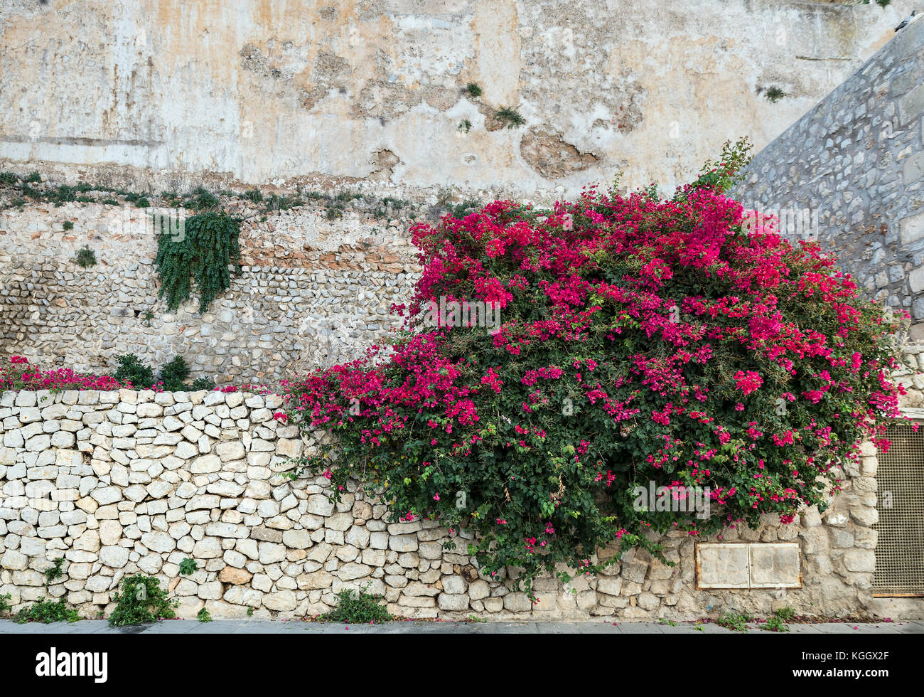 Flores de bougainvillea, Dalt Vila, Ibiza, Islas Baleares, España, Europa, Foto de stock