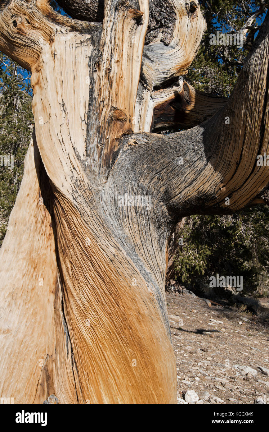 Pino bristlecone, antiguo bosque de pinos bristlecone, Big Pine, CA, EE.UU., montañas blancas Foto de stock